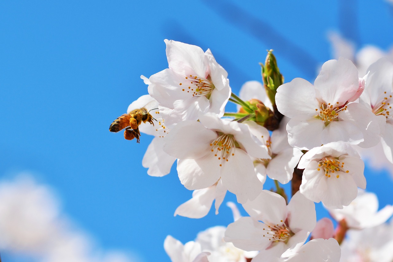 Na zdjęciu widać kwitnący kwiat na gałęzi drzewa owocowego, do którego podleciała pszczoła. Zdjęcie na błękitnym, słonecznym niebie.