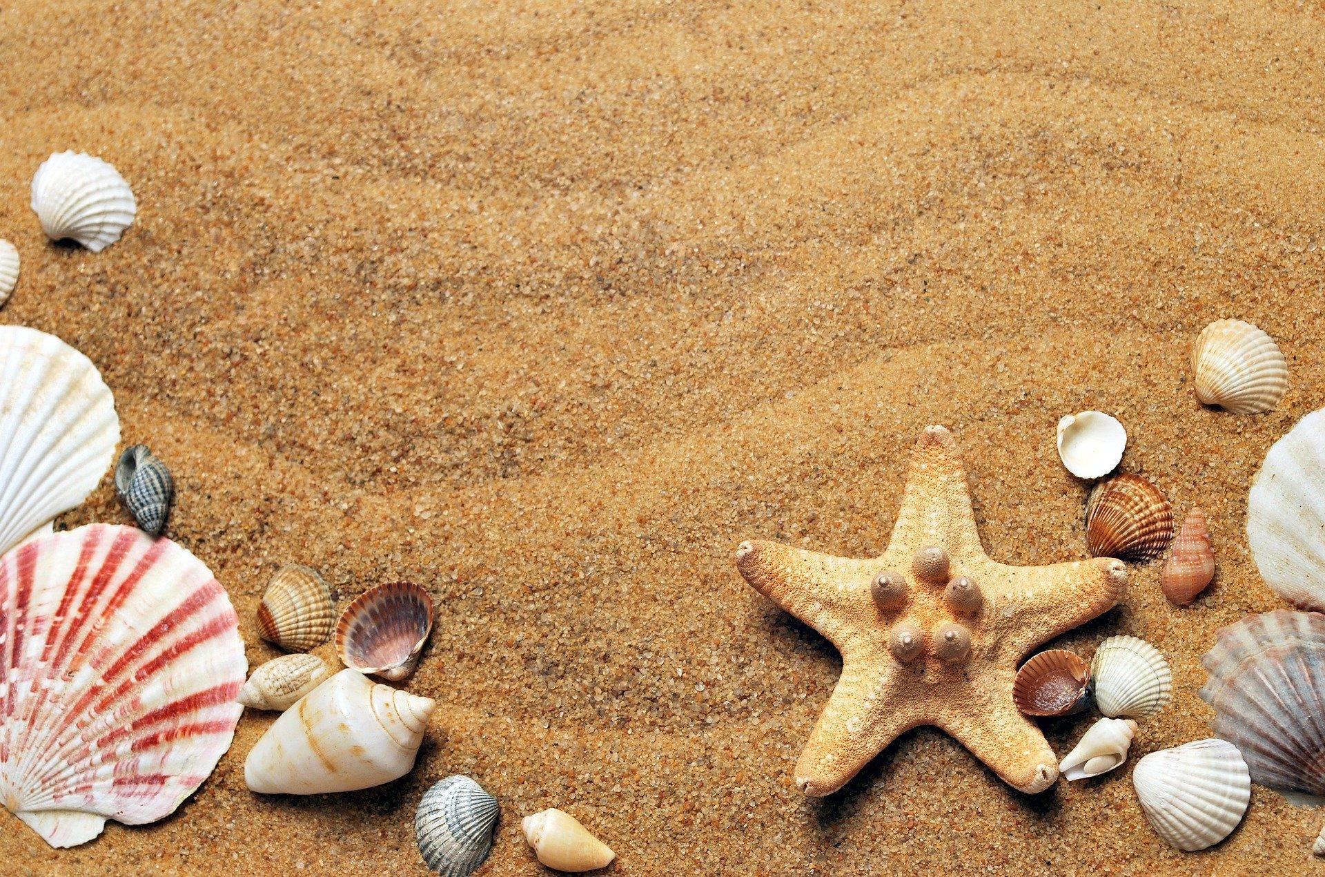 na zdjęciu piasek z plaży oraz muszelki w różnych kształtach