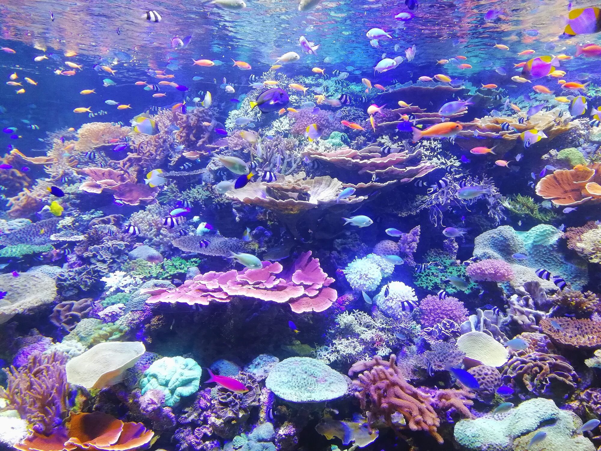 Podwodny świat z rafami koralowymi i kolorowymi rybkami