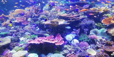 Podwodny świat z rafami koralowymi i kolorowymi rybkami